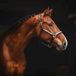 Căpăstru din piele EQ.QUEEN SmallDiamonds