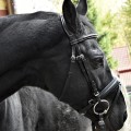 Bridle Giant.jpg