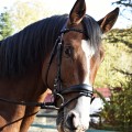 Bridle Giant.jpg