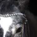 Browband Hebe.jpg
