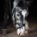 Bridle EQ Electra .jpg